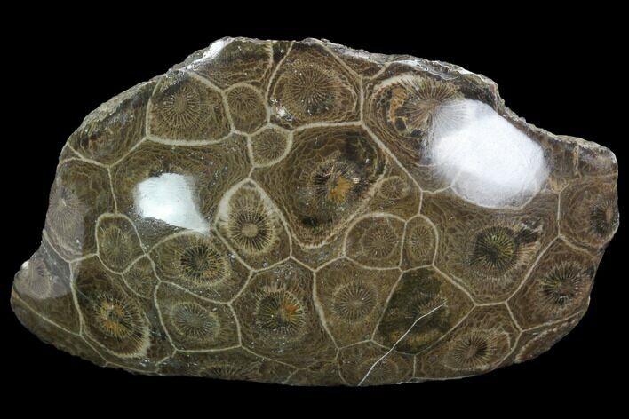 Polished Fossil Coral (Actinocyathus) - Morocco #100622